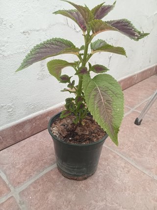 Planta Coleo