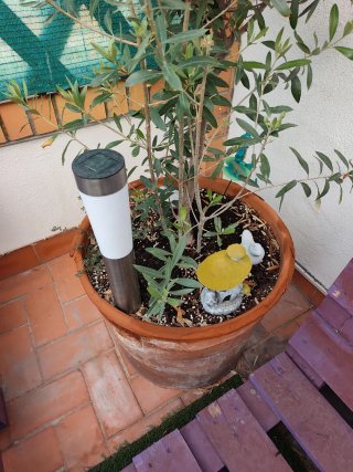 Planta , Olivo en maceta.