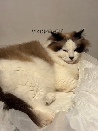 Viktor & Rolf Botas altas sobre la rodilla vintage