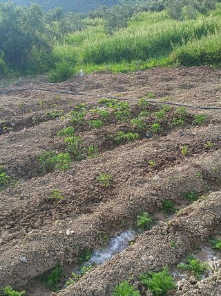 Solar en venta en Olletas - Sierra Blanquilla en Málaga
