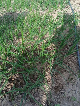 Solar en venta en Olletas - Sierra Blanquilla en Málaga