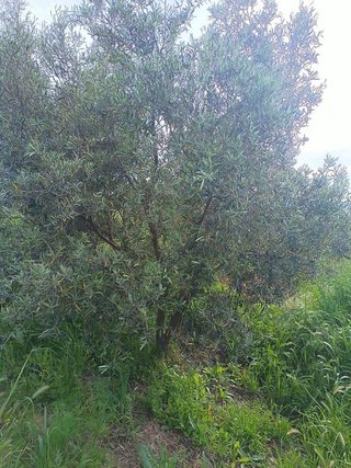 Solar en venta en Olletas - Sierra Blanquilla en Málaga