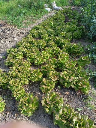 Solar en venta en Olletas - Sierra Blanquilla en Málaga