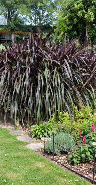 Pasto Morado ideal bosque sintropico
