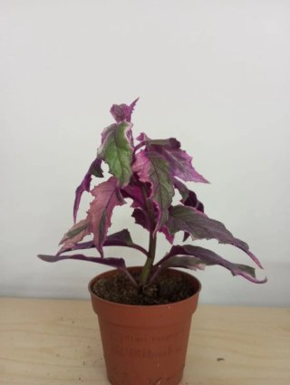 GYNURA VARIEGADA