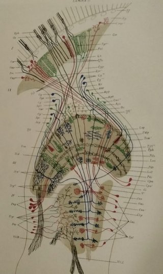 Neurología. Sistema nervioso. Medicina