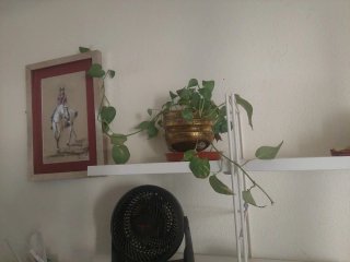 Planta con maceta dorada de latón