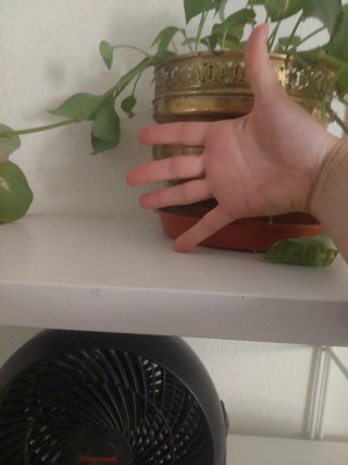Planta con maceta dorada de latón