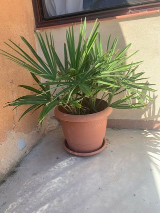 Palmera en maceta