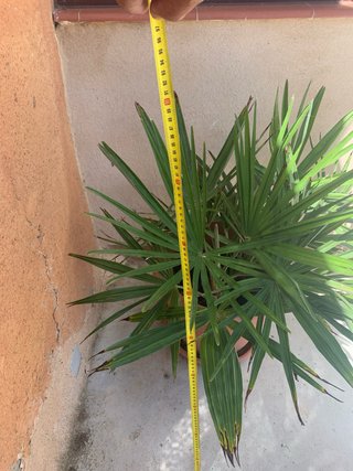 Palmera en maceta
