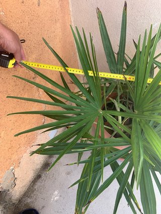 Palmera en maceta