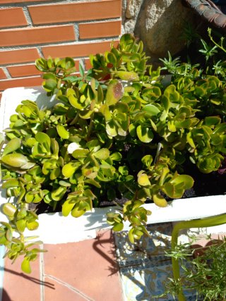 Esquejes árbol de Jade - 2€