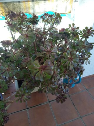 Esquejes de Aeonium Rosa Negra