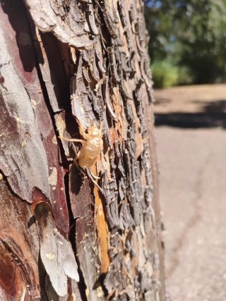 Exoesqueleto de cigarra. Exuvia