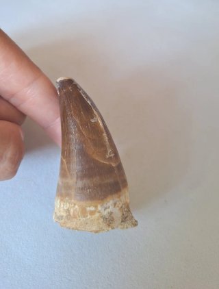 Fósil Mosasaurus  Punta Grande