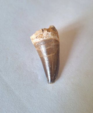 Fósil Mosasaurus  Punta Grande