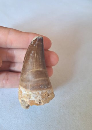 Fósil Mosasaurus  Punta Grande