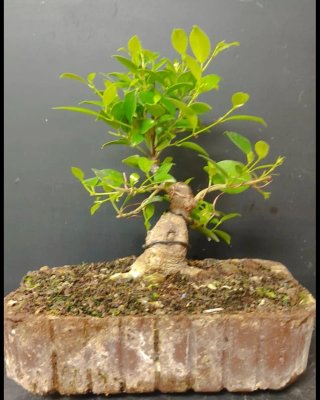 Bonsái Ficus Retusa