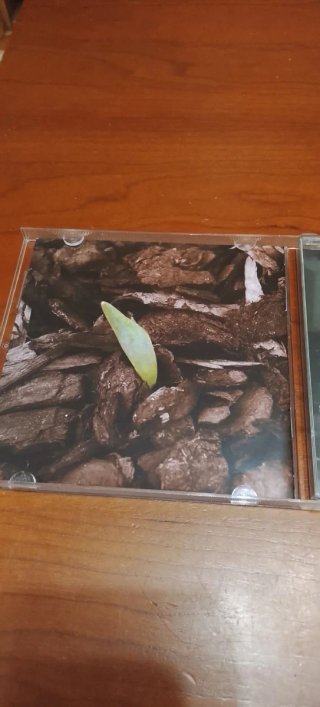 CD LAOS -We Want It