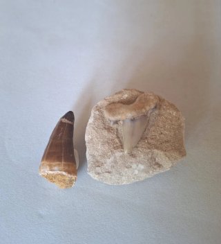 Fósiles Marinos Naturales
