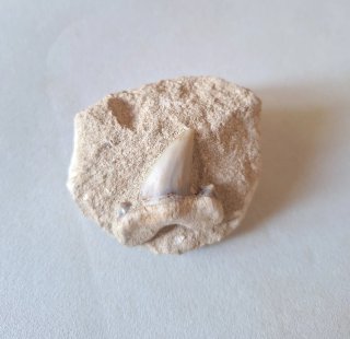 Fósiles Marinos Naturales