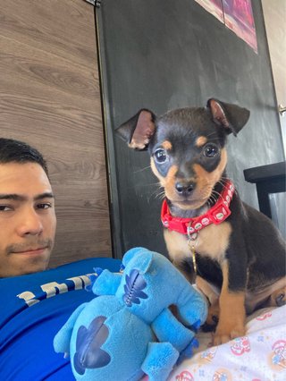 Paseador canino