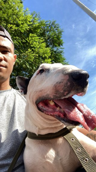 Paseador canino