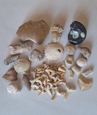 Colección Fósiles Naturales