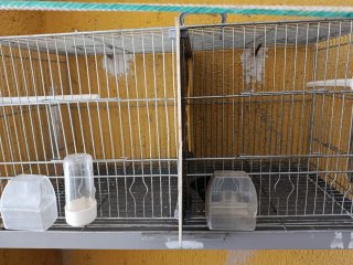 Jaulas para canarios y pajaritos