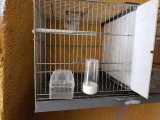 Jaulas para canarios y pajaritos