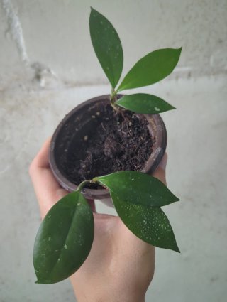 Hoya Carnosa Planta