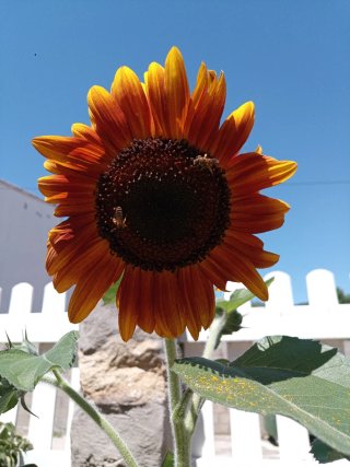 Pipas Girasol Velvet Queen Moulin Rouge
