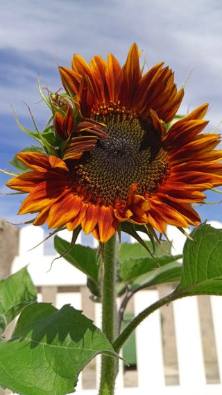 Pipas Girasol Velvet Queen Moulin Rouge