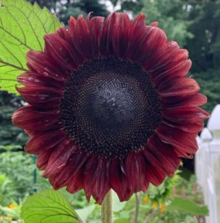 Pipas Girasol Velvet Queen Moulin Rouge