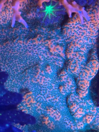 Decoración Coral Resina Azul/Morado