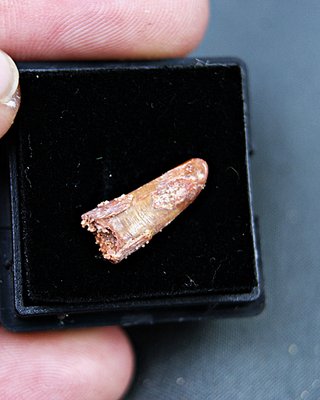 fossil para  coleccionistas