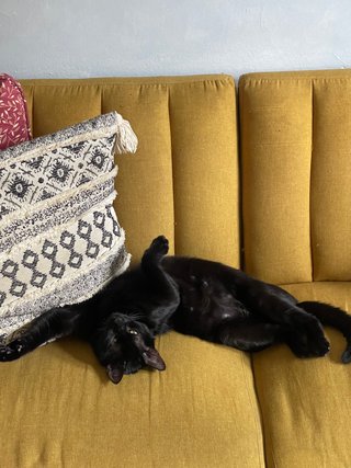 Cuidadora de mascotas a domicilio | Gatos y perros