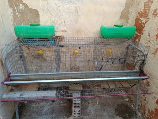 Jaula para Gallinas con Bebederos