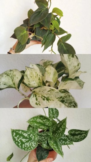 Pack 3 Plantas Colgantes