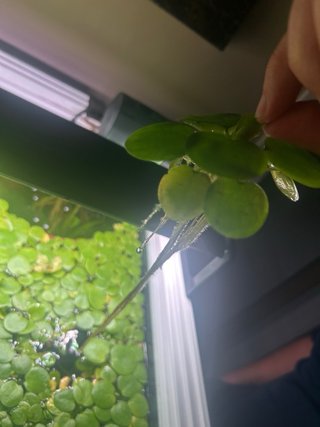Planta acuario Nenúfar grande
