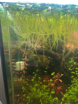 Planta acuario Nenúfar grande