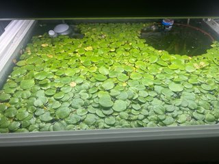Planta acuario Nenúfar grande