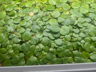 Planta acuario Nenúfar grande