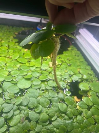 Planta acuario Nenúfar grande