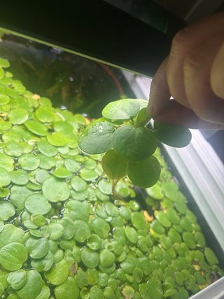 Planta acuario Nenúfar grande