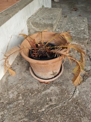 Maceta de arcilla grande