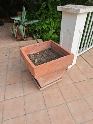 Maceta de arcilla grande