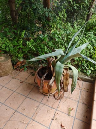 Maceta de arcilla grande