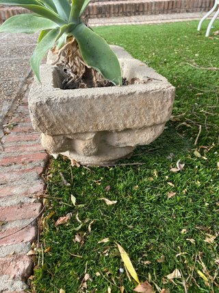 Planta Agave attenuatta