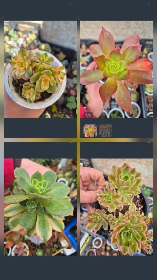 Lote de 4 suculentas